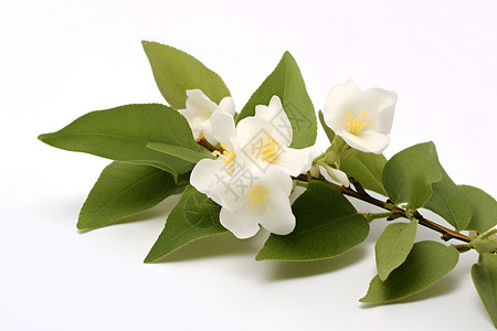清新的白色花枝背景图片