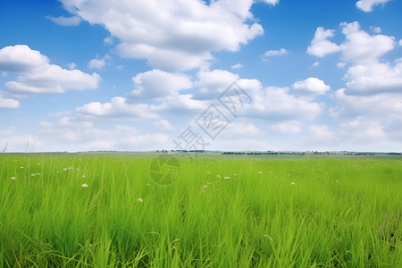 蓝天白云绿草如茵背景图片