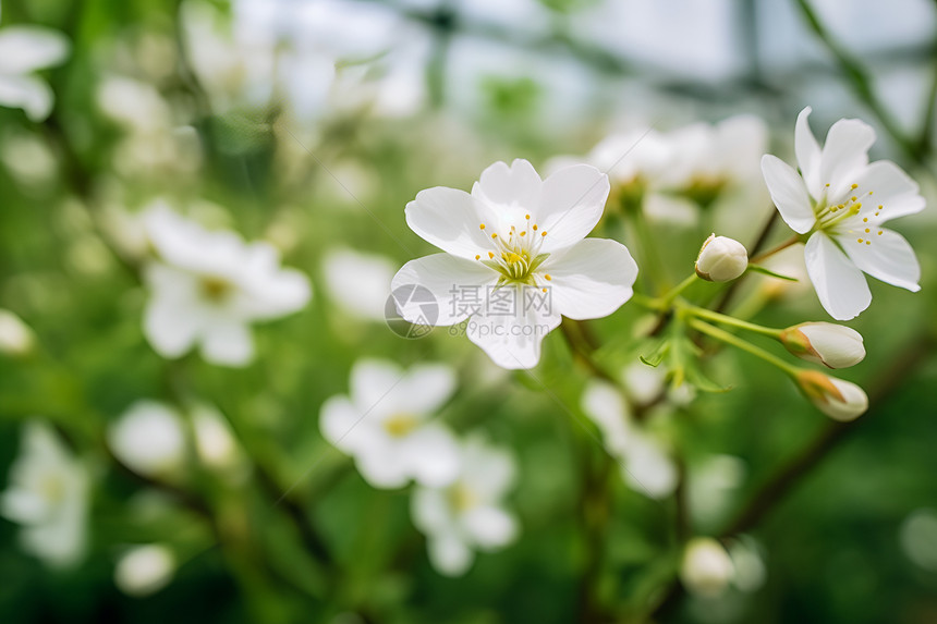 白花绽放的花朵图片