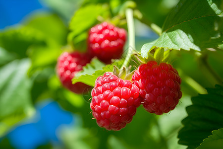 夏日树上的红莓高清图片