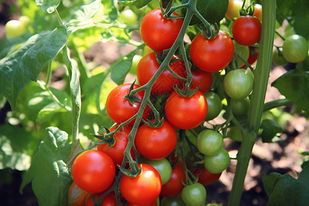 丰收正当时丰收时季的番茄背景