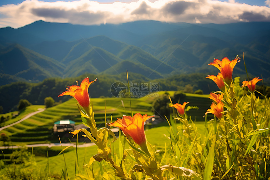 夏日山野花海图片