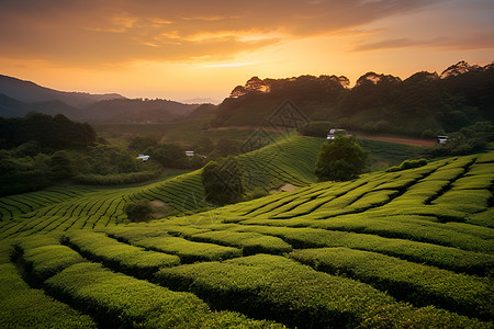 乡村的茶园背景图片