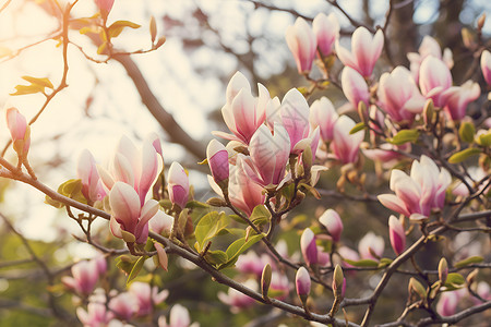 阳光下的粉色花树背景图片
