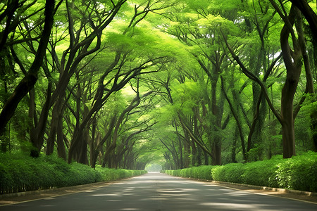 森林小道油画森林间的道路背景