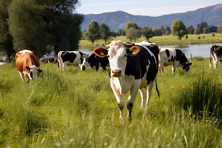 牧场上一群奶牛背景图片
