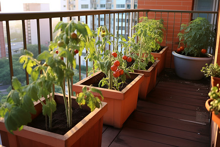 盆栽蔬菜阳台的蔬菜背景