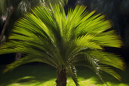 苏铁植物热带植物苏铁科高清图片