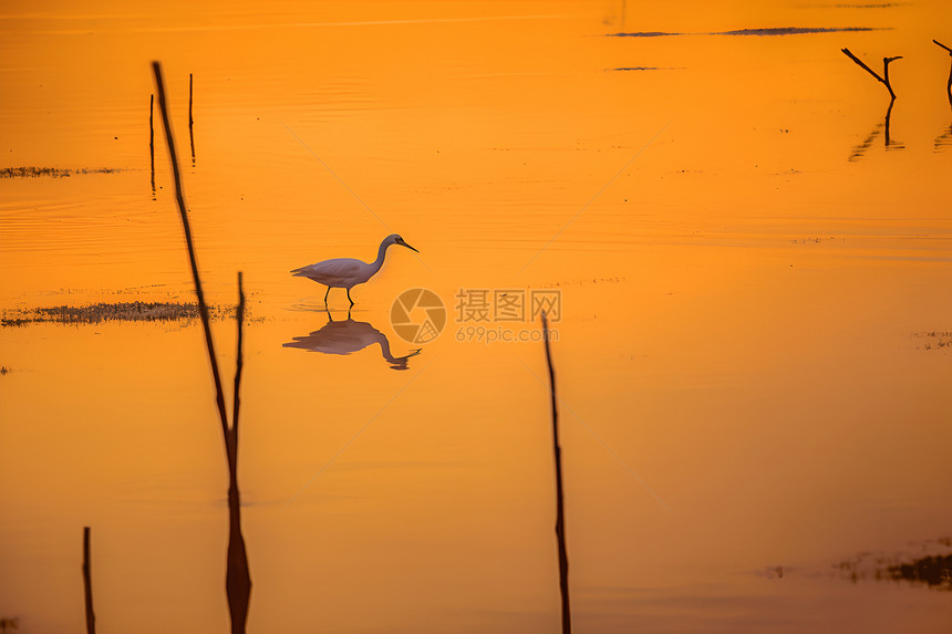 湖畔旁的鸟类图片