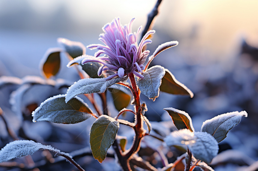冬季户外冰冻的植物图片