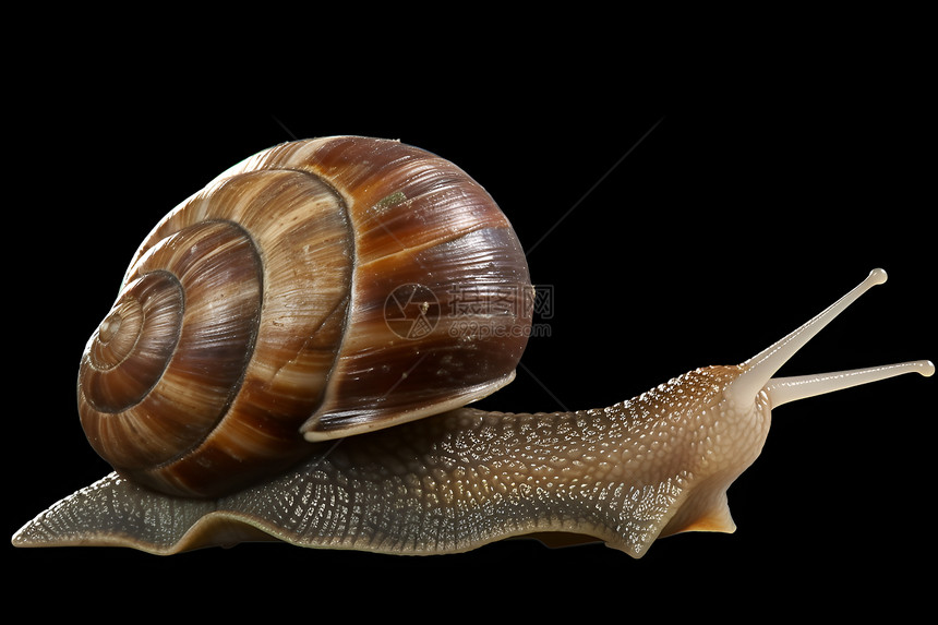巨型蜗牛图片