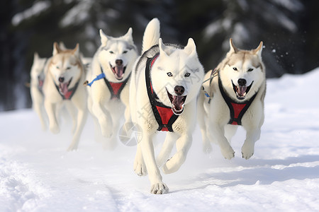 冰雪奔跑的雪橇犬高清图片
