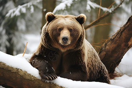 冰雪中的棕熊背景图片