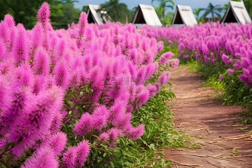 紫花之丘图片