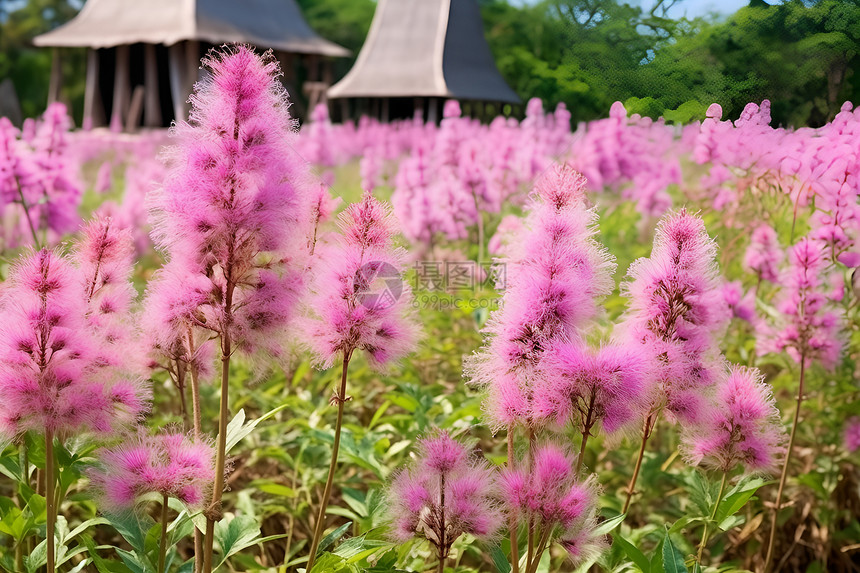 粉色花海图片