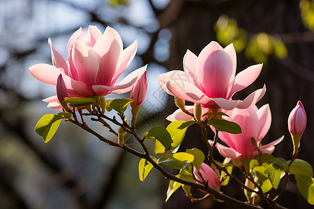 美丽绽放的樱花花朵背景图片