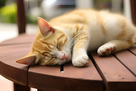 公园长椅上休息的猫咪高清图片