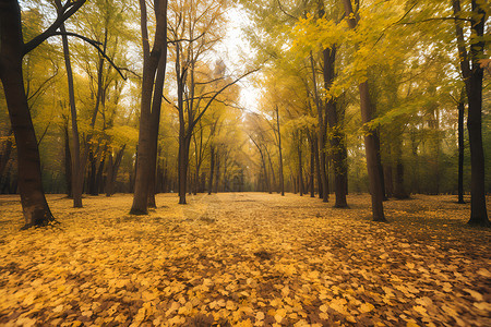 秋叶飘落的公园小径背景图片
