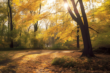 秋日公园小径背景图片