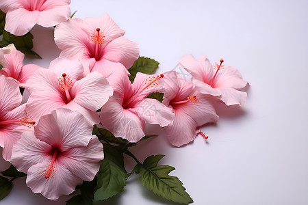 盛开的粉色花朵背景图片