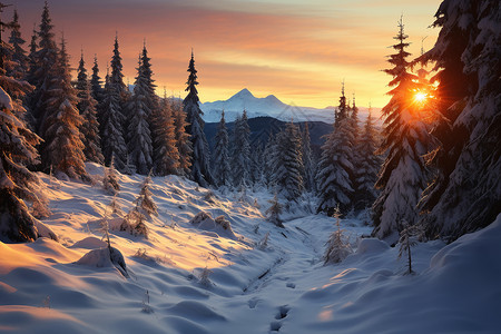 冬季林德充满积雪的松树林背景