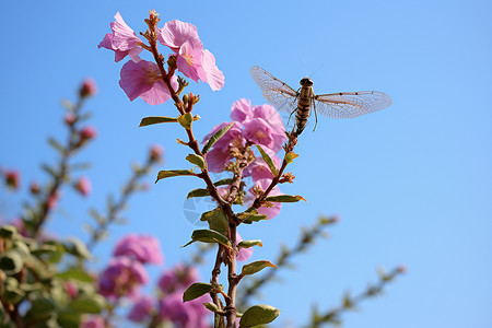 蓝天与粉色花朵背景图片