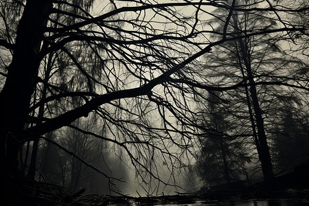夜晚森林照片背景图片