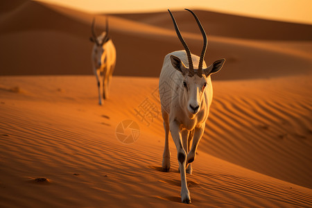 沙漠上的羚羊背景图片