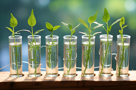 改良植物绿色实验玻璃管背景