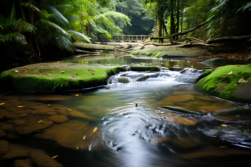 翠绿森林中流淌的小溪图片