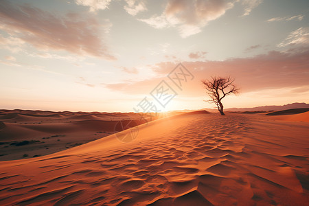 黄昏沙漠黎明中的孤独树背景