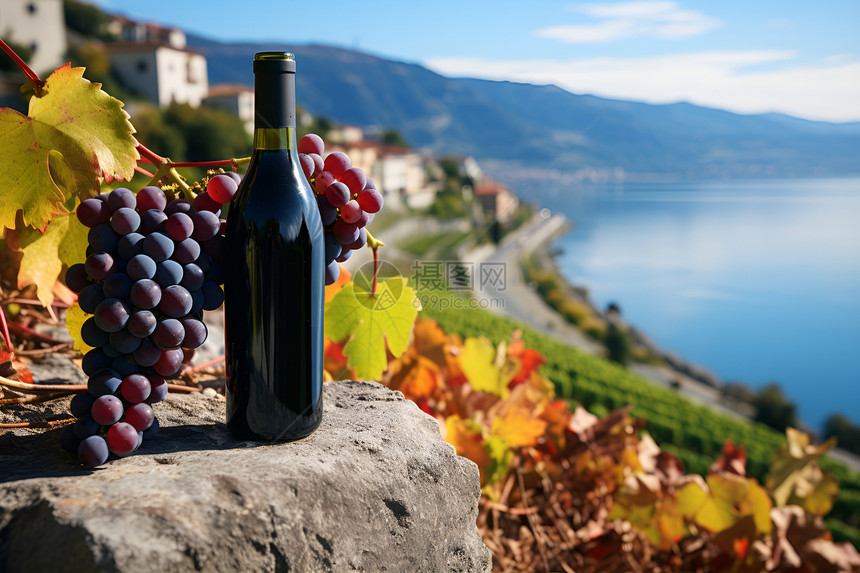 葡萄酒与葡萄的结合图片