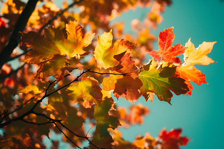 秋天的经典美景背景图片