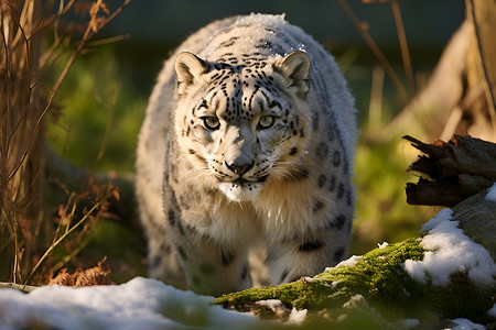 雪地林间的豹子背景图片