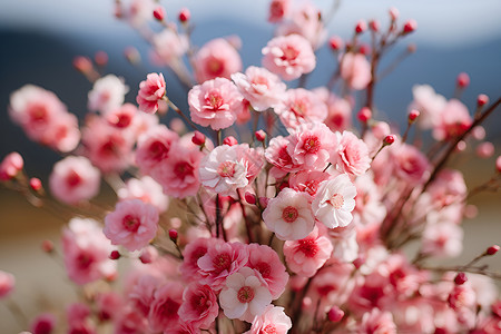 山野春天粉色花朵背景图片