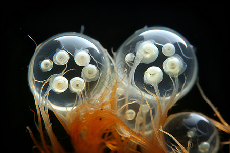 透明玻璃珠蜗牛卵背景背景