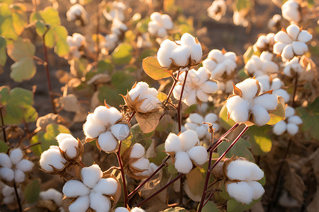 农业棉田背景背景图片