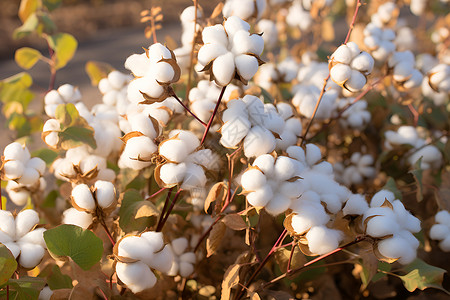 农业棉田作物蓬松的高清图片