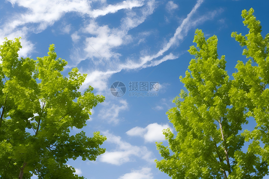 蓝天白云背景下的树木图片