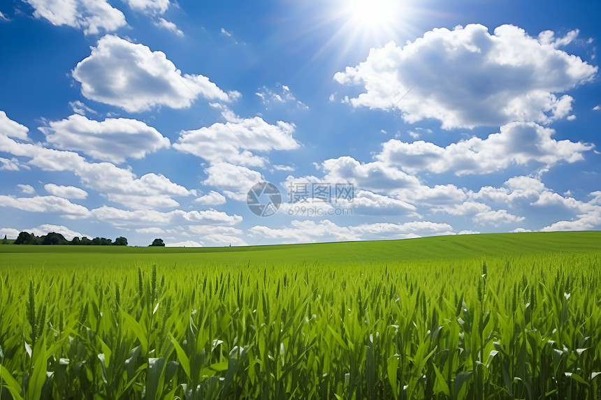 草地上蓝天白云图片