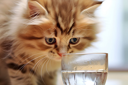 家养的猫小猫咪喝水背景