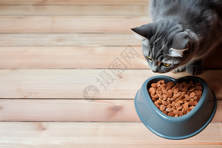 吃糖葫芦猫一只灰色猫在吃猫粮背景