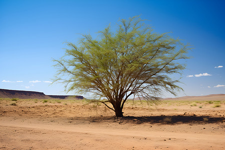 沙漠平原中的孤树背景图片