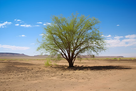 孤独生长的树木背景图片