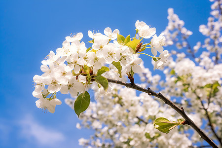 白花盛开清新自然的白花背景