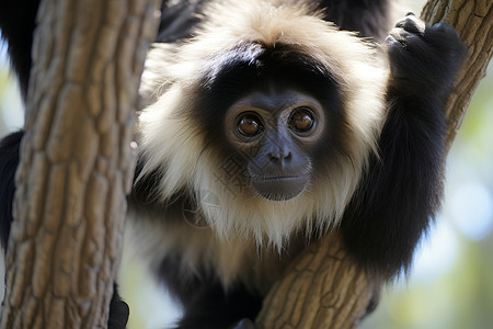 动物猴子素材在树上的黑猿背景