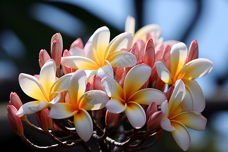 热带花卉美丽的热带花朵背景