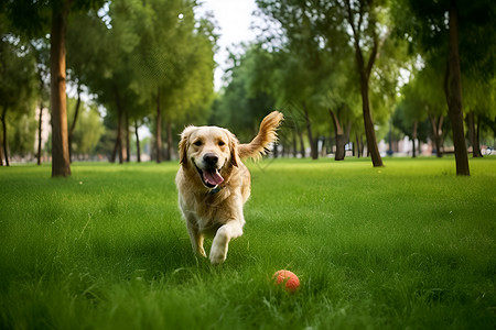 快乐奔跑的小狗背景图片