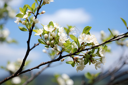 一株桃花树枝背景图片