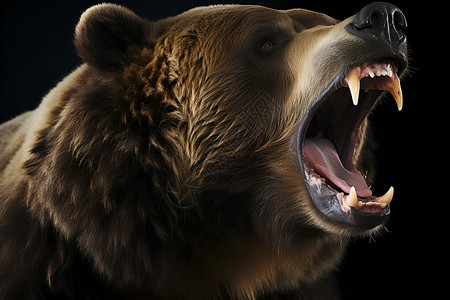 狂吼的棕熊咆哮灰熊高清图片